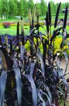 foto Le piante ornamentali Miglio graminacee (Panicum), porpora