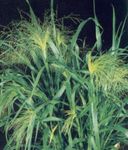 Photo des plantes décoratives Millet des céréales (Panicum), vert