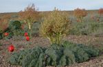 Foto Ukrasne Biljke Rabarbara, Pieplant, Da Huang ukrasno lisnata (Rheum), tamno-zelena