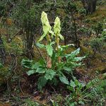 fénykép Dísznövény Rebarbara, Da Huang leveles dísznövények (Rheum), világos zöld