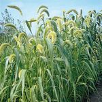 Photo Ornamental Plants Foxtail Millet cereals (Setaria), green