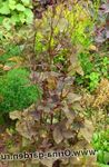 Photo Ornamental Plants Mitsu-ba, Japanese Honeywort, Japanese Parsley leafy ornamentals (Cryptotaenia), burgundy,claret