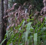 Photo Ornamental Plants Spangle grass, Wild oats, Northern Sea Oats cereals (Chasmanthium), brown