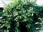 fotografie Plante Ornamentale Hop plante ornamentale cu frunze (Humulus lupulus), verde