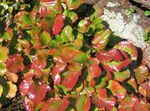 foto Le piante ornamentali Schizocodon ornamentali a foglia , variegato