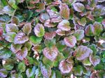 Фото Декоративні Рослини Шізокодон декоративно-листяні (Schizocodon), різнокольоровий