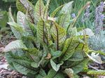 foto Plantas Ornamentais Sangrenta, Embarcadouro Vermelho-Veado, Bloodwort plantas ornamentais folhosos (Rumex sanguineus), multicolorido