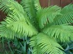 foto Le piante ornamentali Felce Maschio, Felce Scudo, Autunno Felce (Dryopteris), chiaro-verde