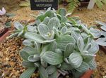 フォト ヘリクリサム、カレープラント、イモーテル 緑豊かな観葉植物 (Helichrysum), 銀色