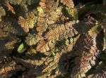 Nuotrauka Dekoratyviniai Augalai Naujoji Zelandija Žalvario Mygtukai lapinės dekoratyviniai augalai (Cotula leptinella, Leptinella squalida), rudas