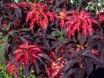 Фото Декоративные Растения Амарант трехцветный декоративно-лиственные (Amaranthus-Tricolor), бордовый