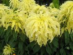 fotoğraf Joseph Ceket, Çeşme Bitki, Yaz Poinsettia, Tampala, Çince Ispanak, Bitkisel Amarant, Een Choy yapraklı süs (Amaranthus-Tricolor), sarı