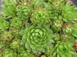 Фото Декоративные Растения Бородник шариконосный суккулент (Jovibarba), светло-зеленый