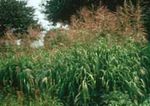 Foto Ukrasne Biljke Veliki Bluestem, Turkeyfoot trave (žitarice) (Andropogon), zelena