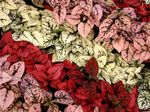foto Polka Dot Plant, Sproet Gezicht lommerrijke sierplanten (Hypoestes), rood