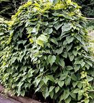 foto Le piante ornamentali Dioscorea Caucasica ornamentali a foglia , scuro-verde