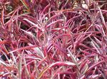 foto Le piante ornamentali Alternanthera ornamentali a foglia , rosso