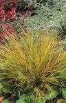 снимка Опашката Трева Фазан Е, Коило, Нова Зеландия Вятъра Трева характеристики