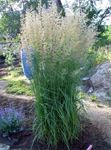 სურათი დეკორატიული მცენარეები ბუმბული Reed ბალახის, ზოლიანი ბუმბული Reed მარცვლეული (Calamagrostis), მწვანე