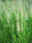 Foto Dekoratiivtaimede Sulgedest Reed Rohi, Triibuline Sulgedest Reed teravilja (Calamagrostis), roheline