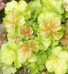 Photo Heuchera, Coral flower, Coral Bells, Alumroot characteristics