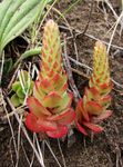 Bilde Prydplanter Narre Caps grønne pryd (Orostachys), rød