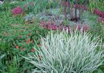 foto Sierplanten Lint Gras, Rietgras, Jarretels Tuinman granen (Phalaroides), veelkleurig