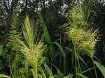 Photo des plantes décoratives Riz Sauvage Nord des céréales (Zizania aquatica), clair-vert