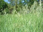 სურნელოვანი წმინდა ბალახის, Sweetgrass, Seneca ბალახის, ვანილი ბალახის, კამეჩის ბალახი, Zebrovka
