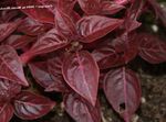 Fil Dekorativa Växter Bloodleaf, Kyckling Muskelmage dekorativbladiga (Iresine), vinous