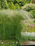 Foto Dekorative Pflanzen Federgras, Nadel Gras, Speergras getreide (Stipa pennata), hell-grün