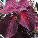 Photo Ornamental Plants Coleus, Flame Nettle, Painted Nettle leafy ornamentals , burgundy,claret