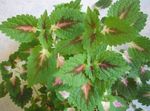 Photo des plantes décoratives Coleus, Ortie Flamme, L'ortie Peint les plantes décoratives et caduques , vert