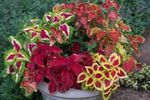 Фото Декоративные Растения Колеус гибридный декоративно-лиственные (Coleus), разноцветный
