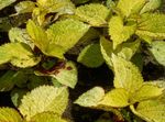 foto Le piante ornamentali Coleus, Ortica Fiamma, Ortica Verniciata ornamentali a foglia , giallo