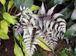 Foto Ukrasne Biljke Dama Paprat, Japanski Leptir Paprati (Athyrium), zlatan