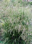 Tuftatut Hairgrass, Kultainen Hairgrass, Hiusten Ruoho, Polvistumistyyny Ruoho, Tussock Grass