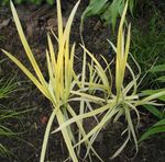Photo Ornamental Plants Striped Manna Grass, Reed Manna Grass aquatic plants (Glyceria), yellow