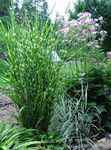 Photo Ornamental Plants Eulalia, Maiden Grass, Zebra Grass, Chinese Silvergrass cereals (Miscanthus sinensis), multicolor