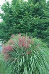 Foto Plantas Decorativas Eulalia, Hierba Doncella, Cebra Hierba, Silvergrass Chino cereales (Miscanthus sinensis), verde
