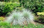 fénykép Dísznövény Új-Zéland Haj Sás gabonafélék (Carex), ezüstös