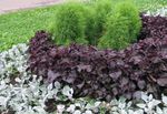 フォト 観賞植物 ビーフステーキ工場 緑豊かな観葉植物 (Perilla), バーガンディ、クラレット