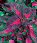foto Bife De Carne Planta plantas ornamentais folhosos (Perilla), multicolorido