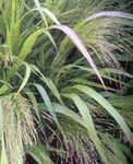 照 观赏植物 爱草 谷物 (Eragrostis), 葱绿