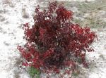 fotografie Dekoratívne rastliny Red-Vyštekol Drieň, Svíb Obyčajný (Cornus), vínny