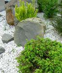 foto Le piante ornamentali Alberta Abete Rosso, Abete Bianco Colline, Abete Bianco, Abete Canadese (Picea glauca), chiaro-verde