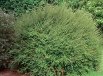 foto Le piante ornamentali Caprifoglio Arbustiva, Scatola Caprifoglio, Caprifoglio Boxleaf (Lonicera nitida), verde