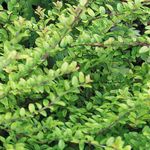zdjęcie Dekoracyjne Rośliny Krzewiasta Wiciokrzew, Pole Wiciokrzew, Boxleaf Wiciokrzew (Lonicera nitida), zielony