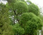 fotografija Okrasne Rastline Vrba (Salix), svetlo-zelena