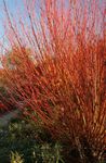 fénykép Dísznövény Fűz (Salix), burgundia